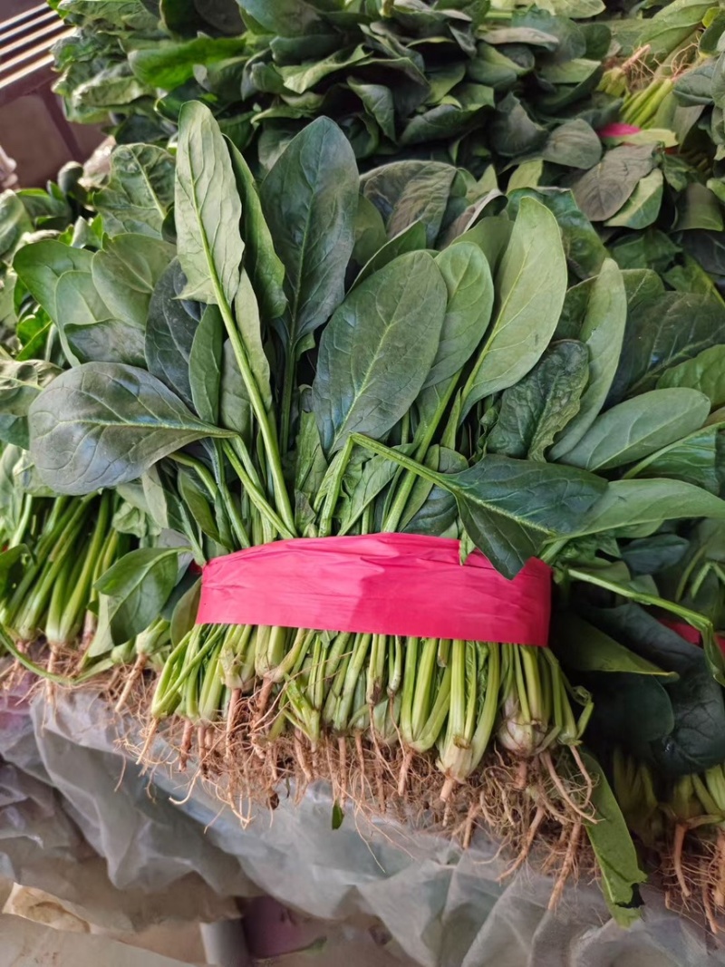 邯郸菠菜大量有货可供电商超市学校食堂监狱等发往全国各地