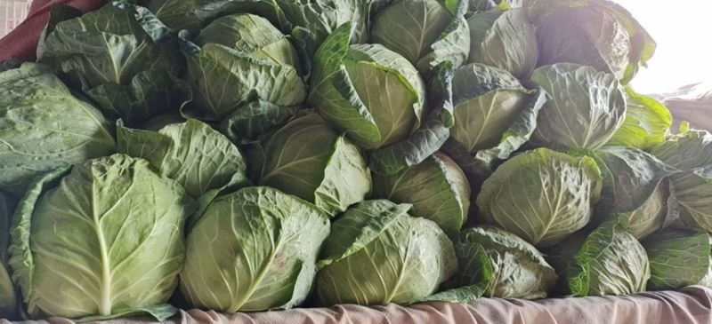 邯郸菠菜大量有货可供电商超市学校食堂监狱等发往全国各地