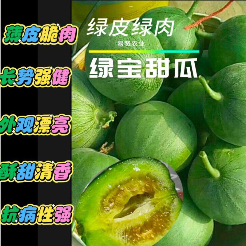 山东潍坊寿光网红甜瓜苗都密5号露天大棚均可抗裂又抗病高产