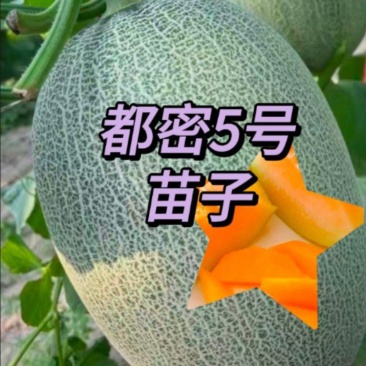 山东潍坊寿光网红甜瓜苗都密5号露天大棚均可抗裂又抗病高产