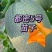 山东潍坊寿光网红甜瓜苗都密5号露天大棚均可抗裂又抗病高产