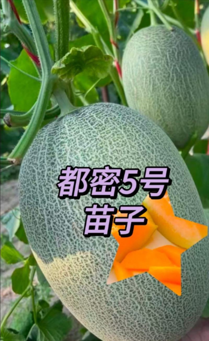 山东潍坊寿光网红甜瓜苗都密5号露天大棚均可抗裂又抗病高产