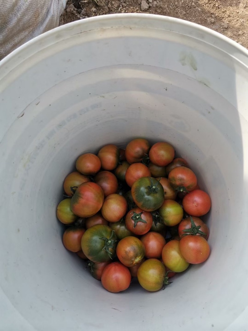 草莓番茄