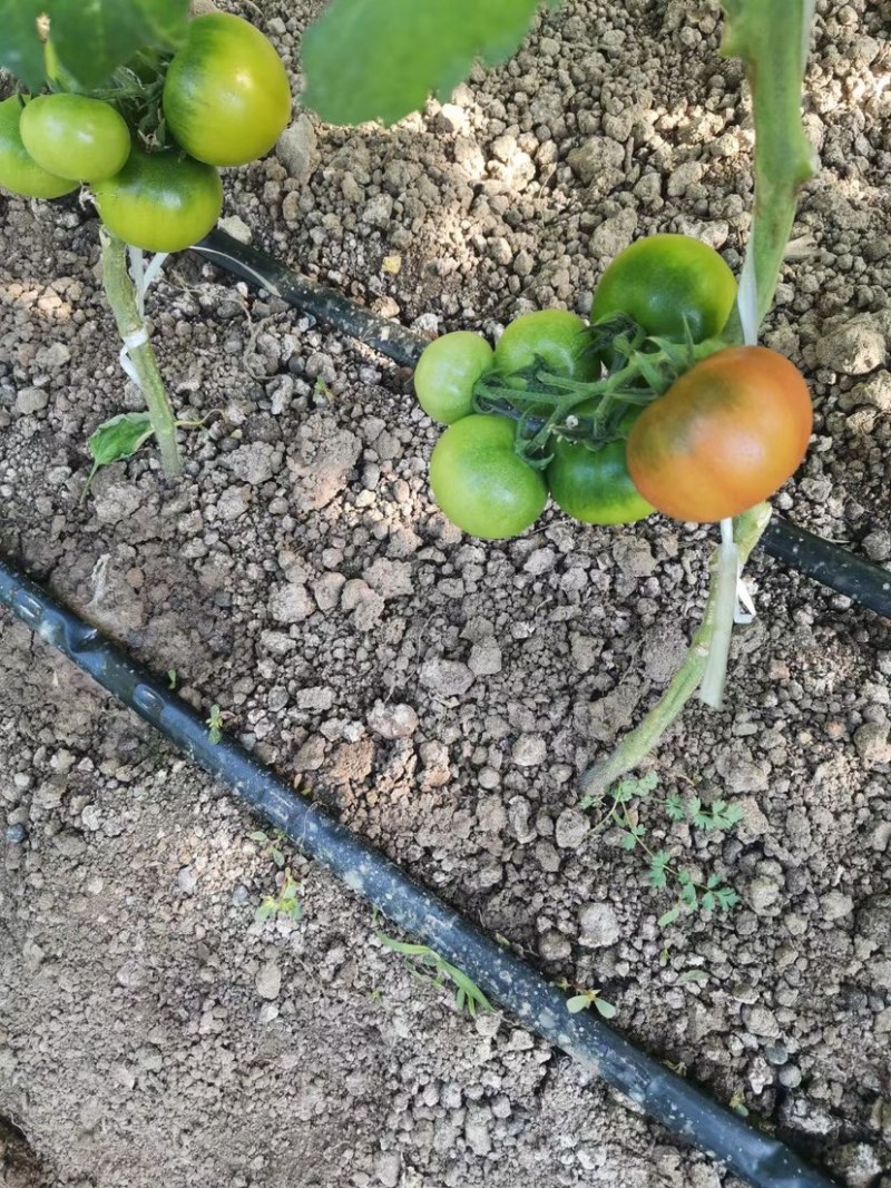 草莓番茄