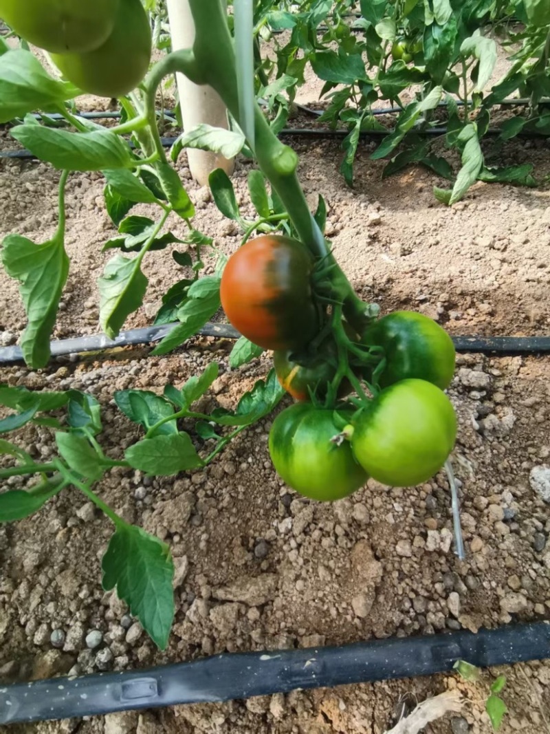 草莓番茄