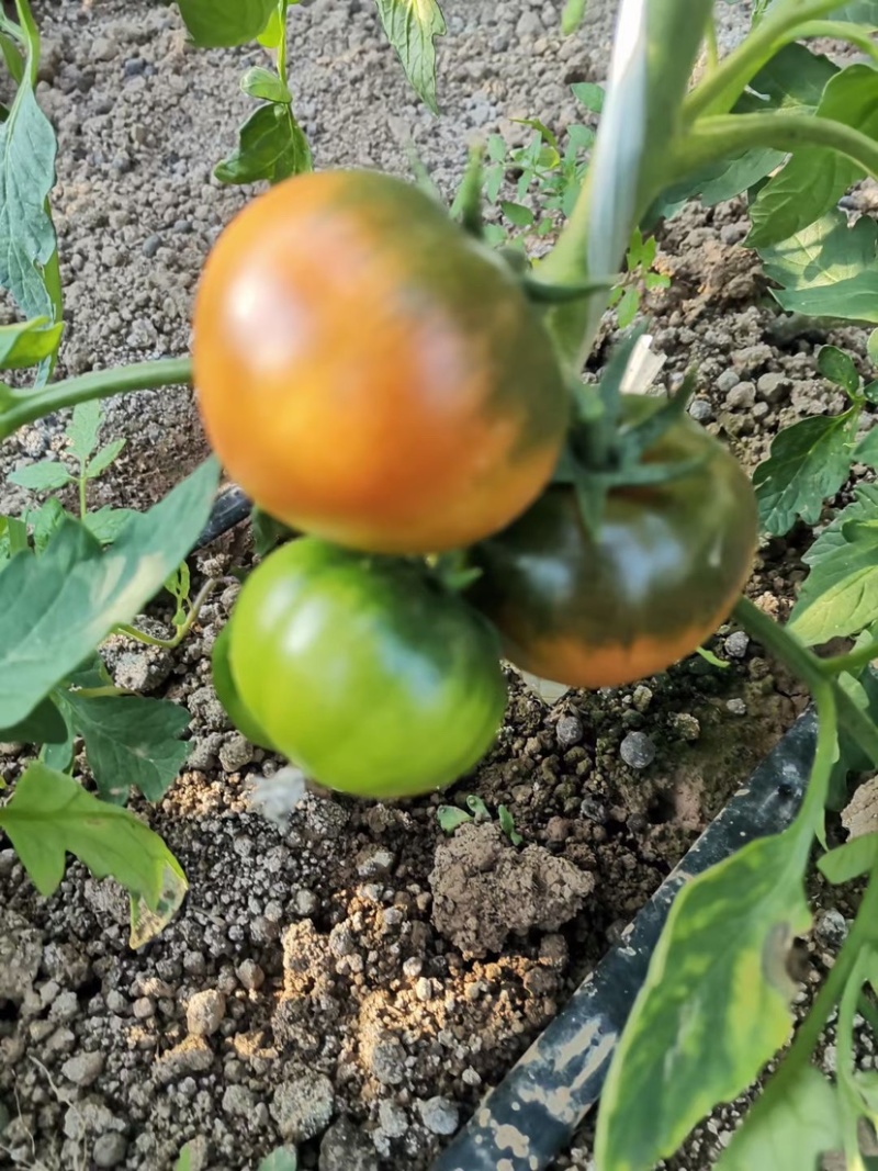草莓番茄