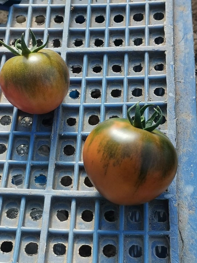 草莓番茄