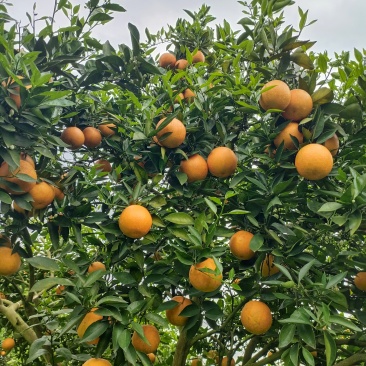 江永夏橙大量上市了，电商果，市场果应有尽有，诚信代办