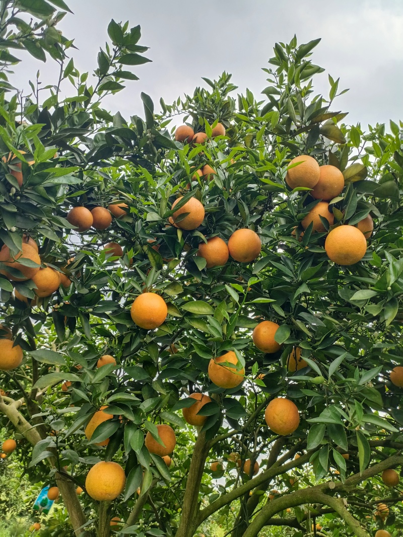 江永夏橙大量上市了，电商果，市场果应有尽有，诚信代办