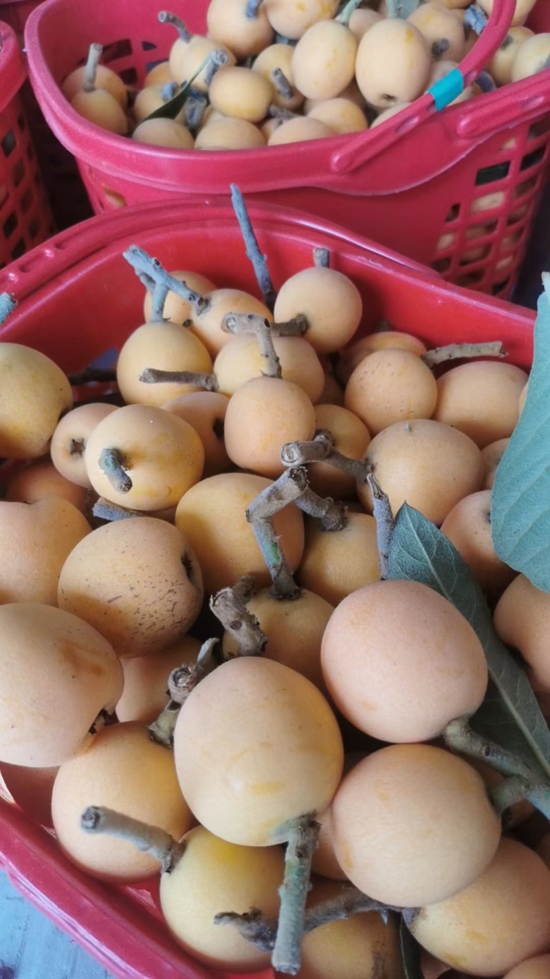 四川仁寿文宫五星枇杷，精品枇杷，现摘现发。