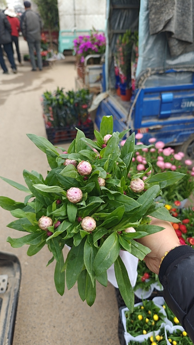 麦杆菊一手货源基地直发可视频看货