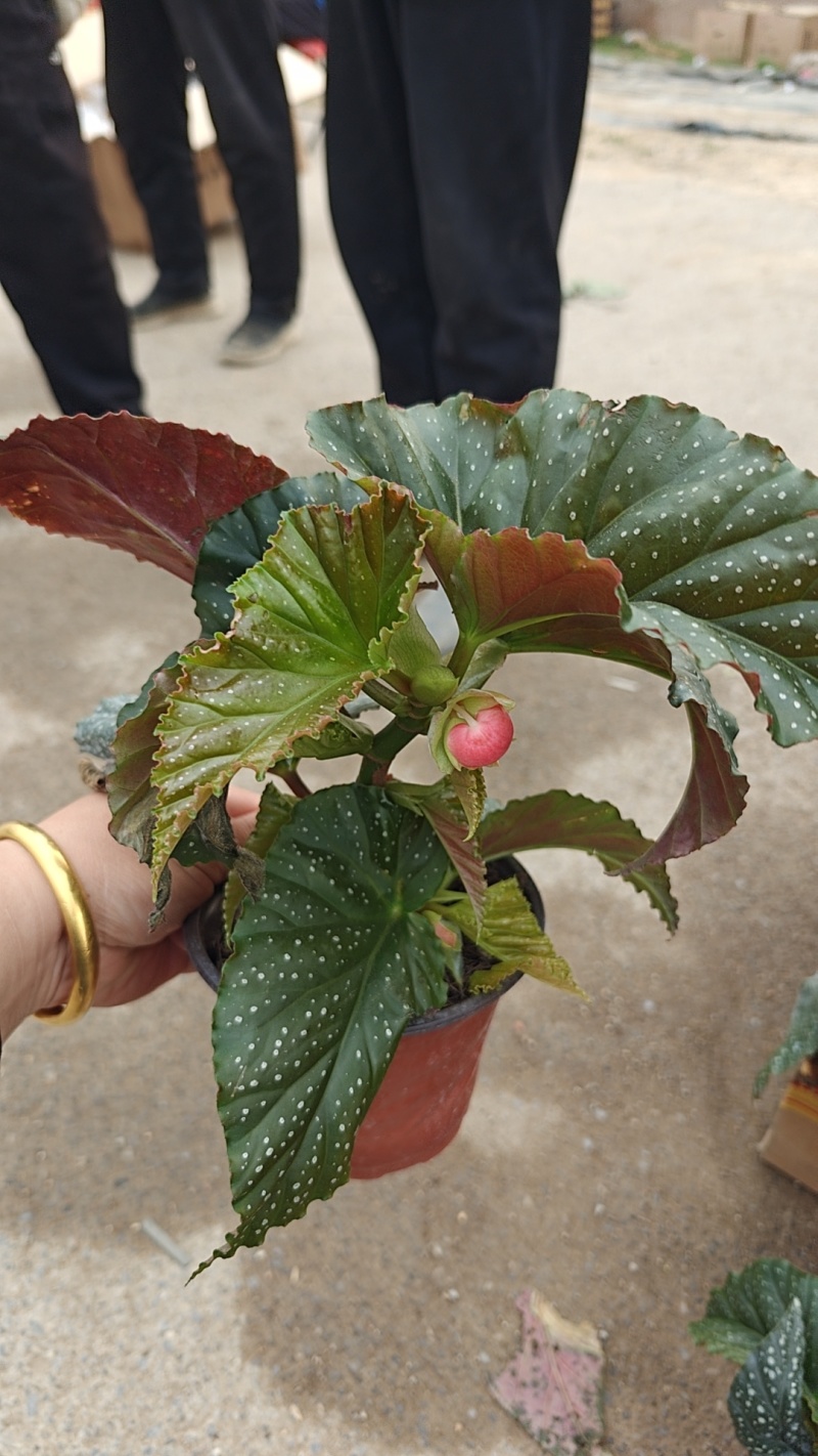 竹节海棠一手货源基地直发可视频看货