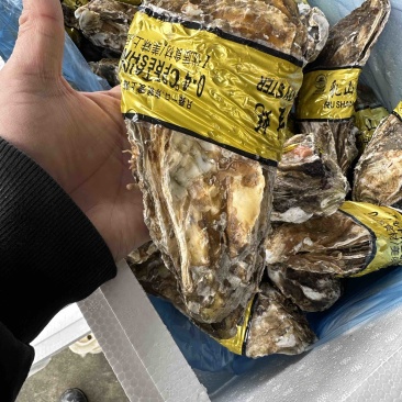 乳山本地生蚝，乳山市海洋所镇西黄岛三倍体