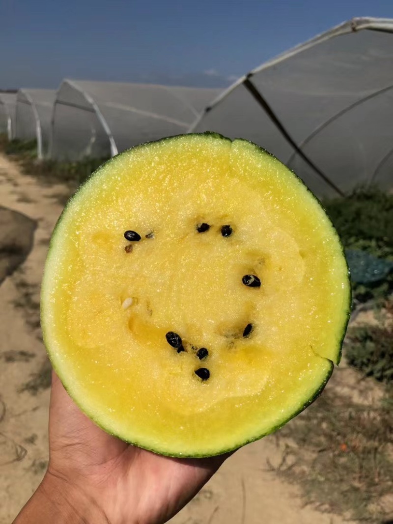 精品特小凤西瓜大量上市，产地一手货源直发，品质保证！