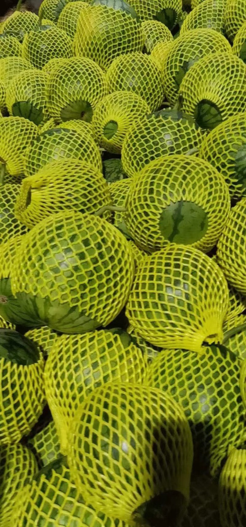 精品特小凤西瓜大量上市，产地一手货源直发，品质保证！
