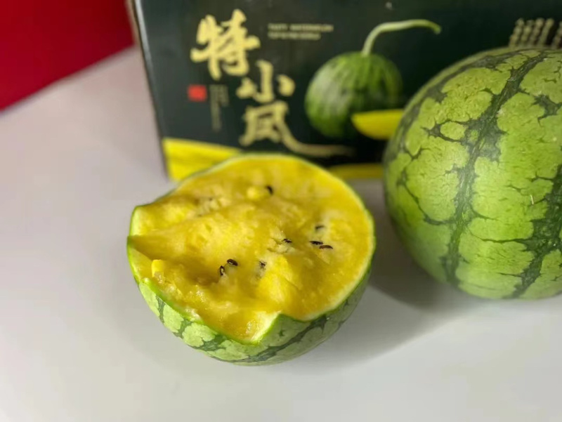 精品特小凤西瓜大量上市，产地一手货源直发，品质保证！
