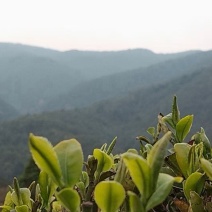 普洱春茶本地茶