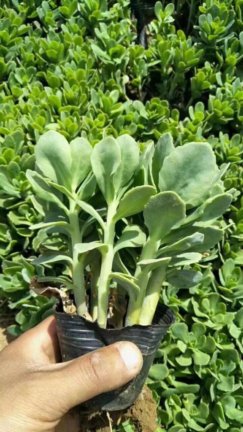 八宝景天一手货源基地直发可视频看货
