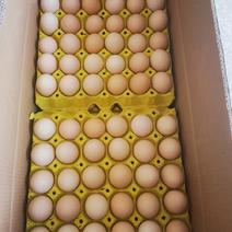 云南鸡蛋，长期有货。