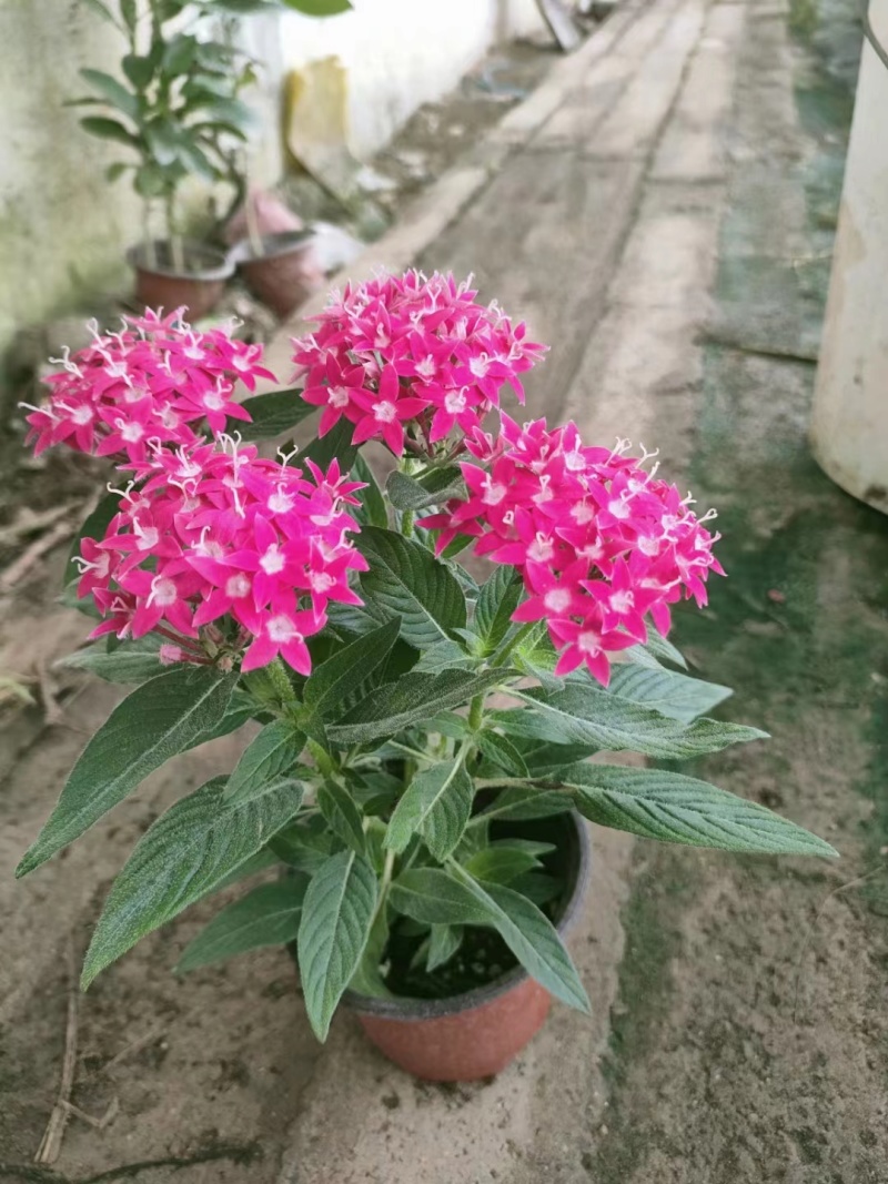 繁星花一手货源基地发货可视频看货