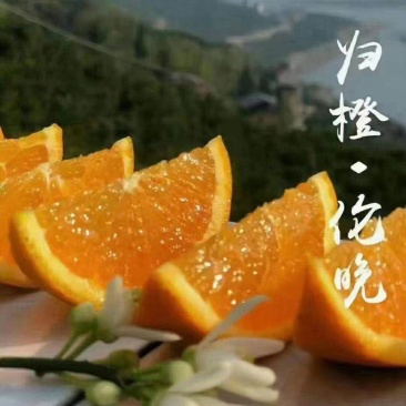 湖北秭归精品伦晚鲜橙，大量供应，皮薄汁多，果肉细腻化渣，