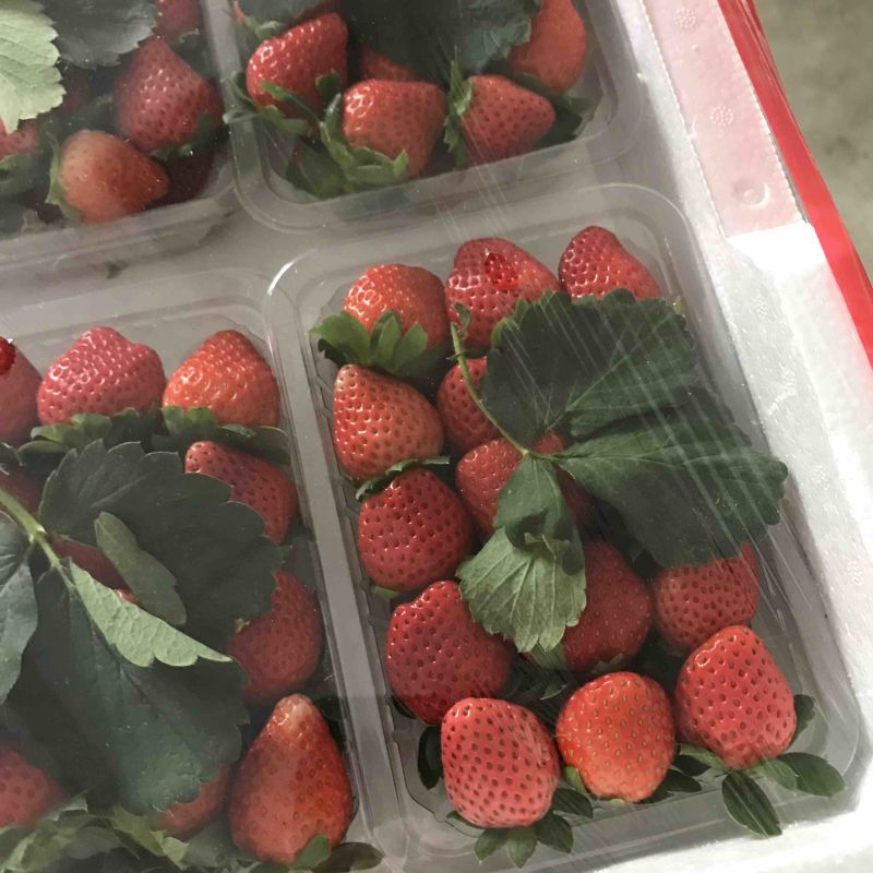 精品徐州草莓一手货源，产地直发，现货速发，全国可发