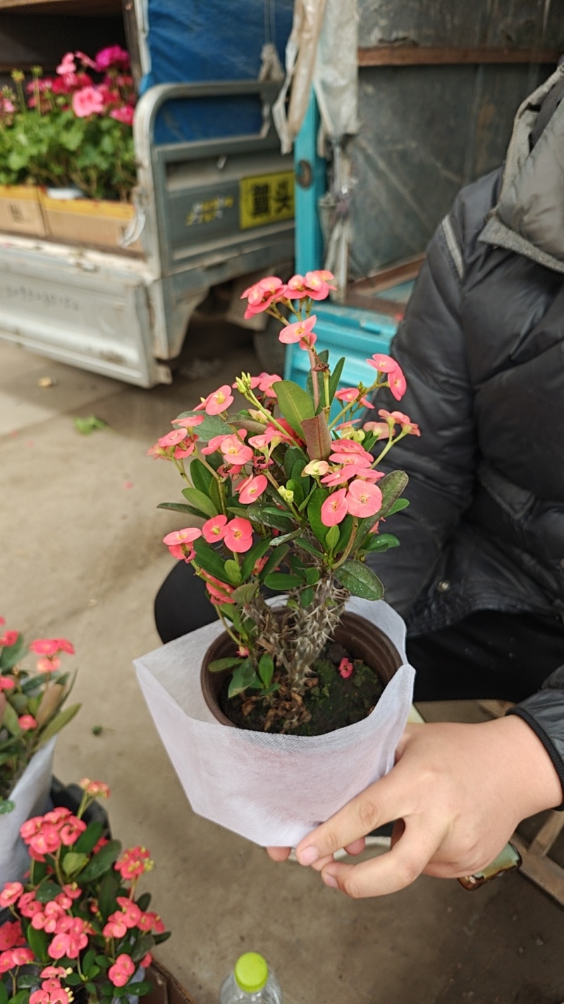 虎刺梅基地直发一手货源可视频看货