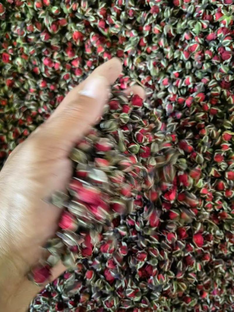 金边玫瑰，花冠、墨红玫瑰品质保证价格美丽供应全国各类市场