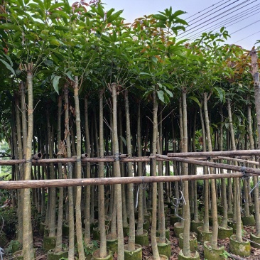 芒果绿化树3-12分出售规格齐全欢迎前来选购