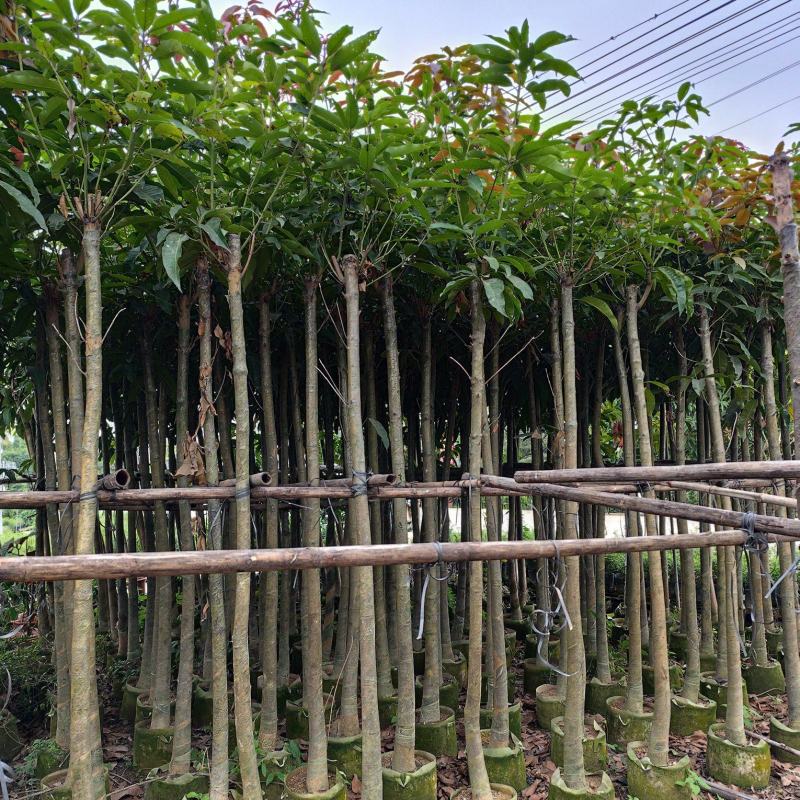 芒果绿化树3-12分出售规格齐全欢迎前来选购