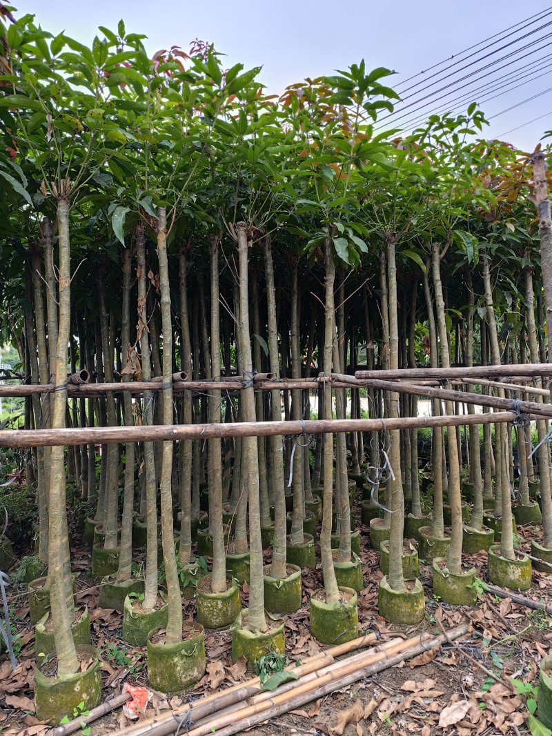 芒果绿化树3-12分出售规格齐全欢迎前来选购