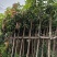 芒果绿化树3-12分出售规格齐全欢迎前来选购