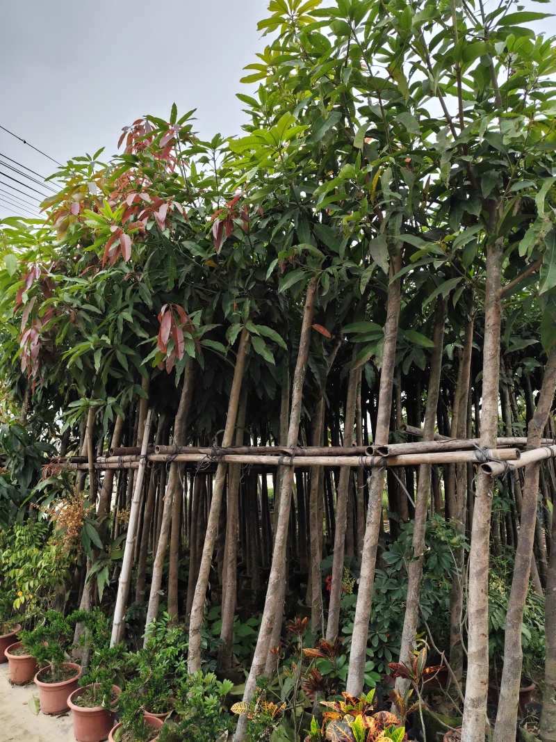 芒果绿化树3-12分出售规格齐全欢迎前来选购