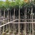 芒果绿化树3-12分出售规格齐全欢迎前来选购