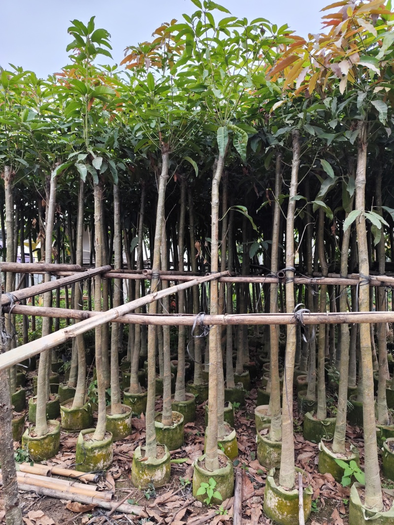 芒果绿化树3-12分出售规格齐全欢迎前来选购