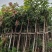 芒果绿化树3-12分出售规格齐全欢迎前来选购