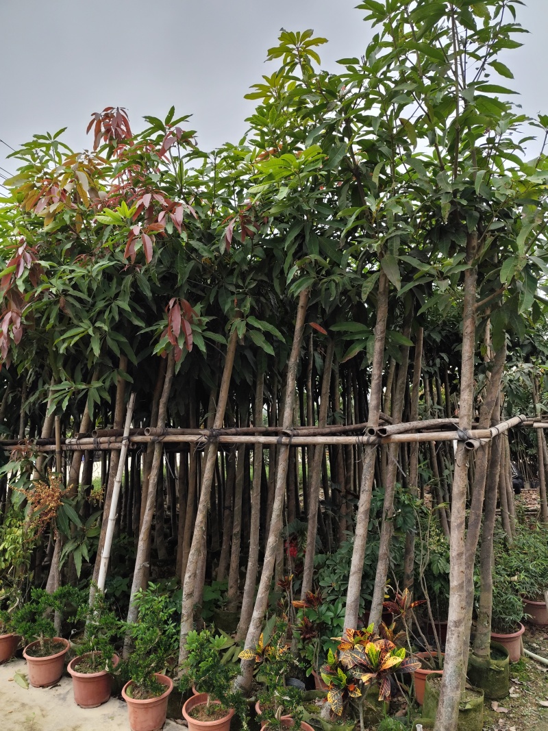 芒果绿化树3-12分出售规格齐全欢迎前来选购