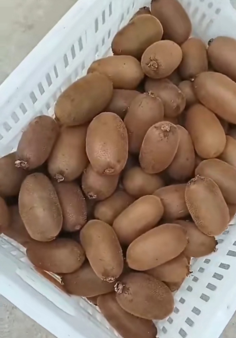 徐香猕猴桃80-150翠香海沃德亚特大量一手现货