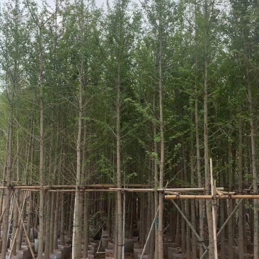 5-10公分银杏出售基地直销自家货源可视频看货