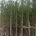 5-10公分银杏出售基地直销自家货源可视频看货