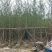 5-10公分银杏出售基地直销自家货源可视频看货