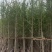 5-10公分银杏出售基地直销自家货源可视频看货