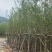 5-10公分银杏出售基地直销自家货源可视频看货