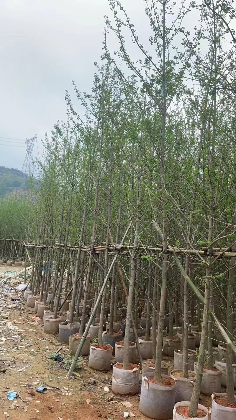5-10公分银杏出售基地直销自家货源可视频看货