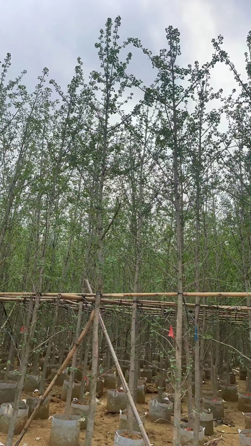 5-10公分银杏出售基地直销自家货源可视频看货