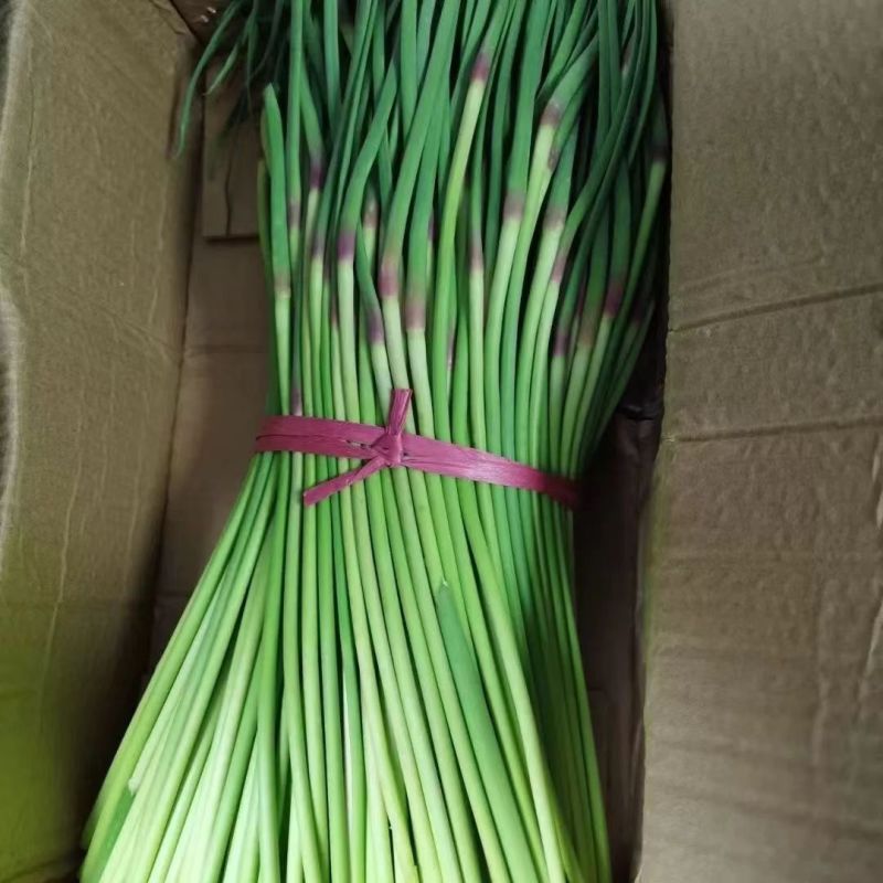 【推荐】中牟县蒜苔新鲜采摘，产地直发质量保证欢迎采购
