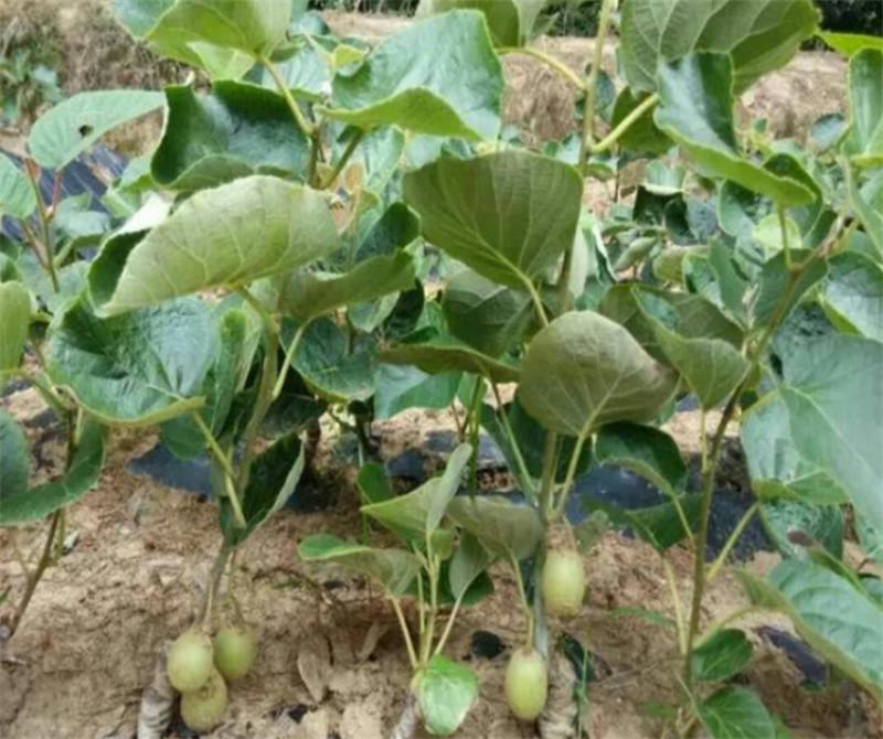 红心苗翠香幼苗盆栽翠香徐香实生苗大量现货