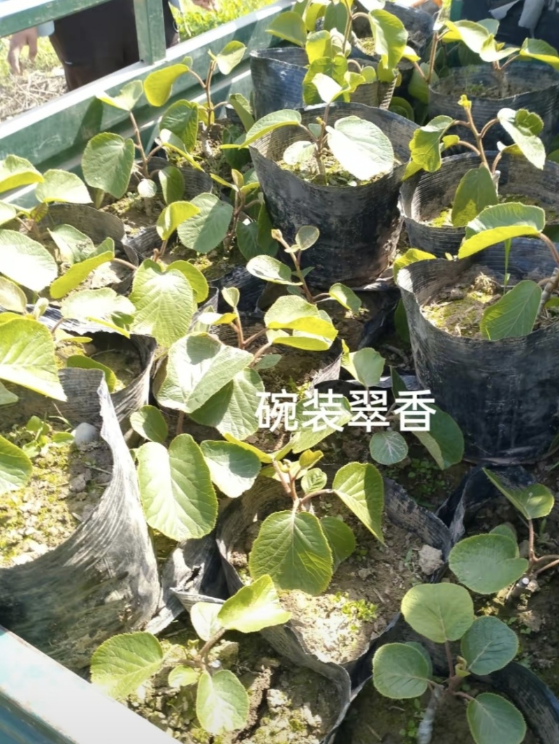 红心苗翠香幼苗盆栽翠香徐香实生苗大量现货