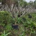 红花鸡蛋花5-7公分出售