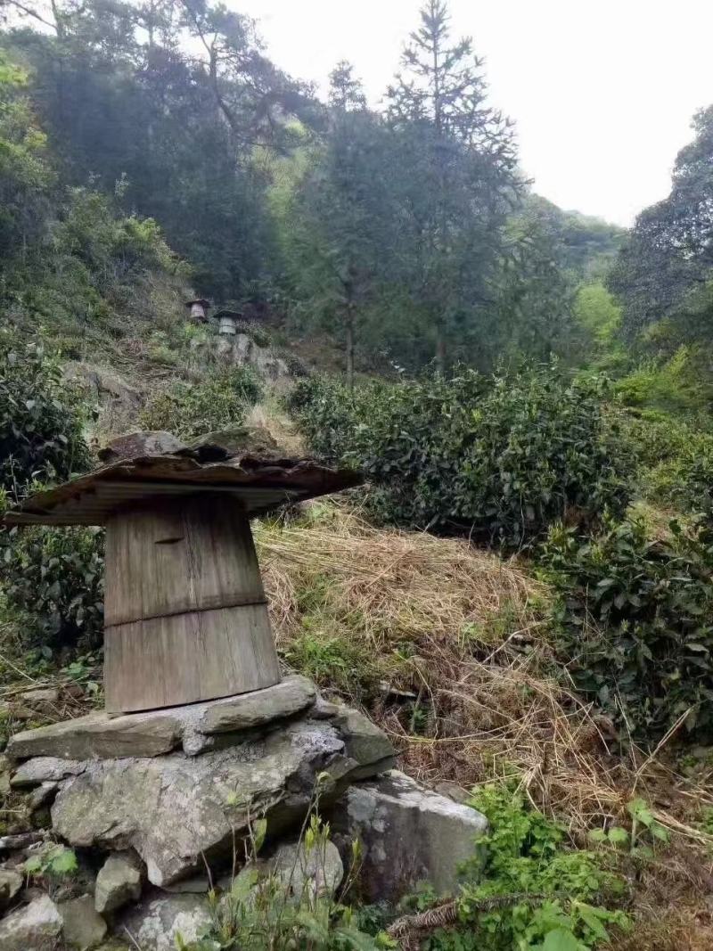 黄山高山土蜂蜜，自产自销，无中间商